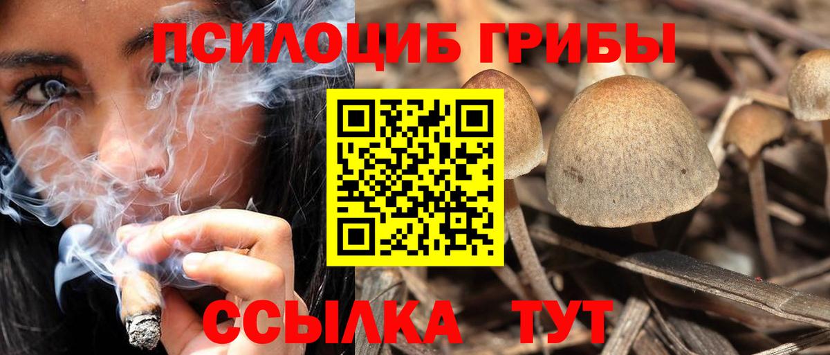Псилоцибиновые грибы Psilocybine cubensis Курчатов